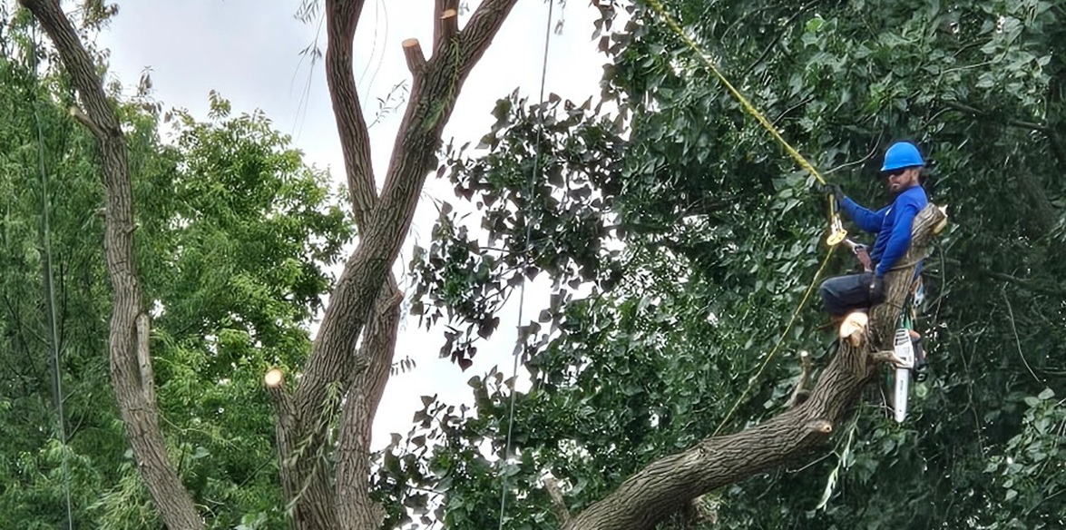 Tree pruning services